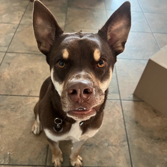 Meet your Posher, Isabella - Picture 1 of 2